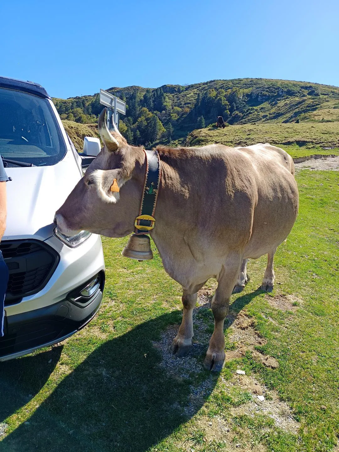 Une vache curieuse près de l'avant du van A'Van-ture
